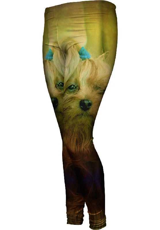 Today Only Blink Yorkie Puppy