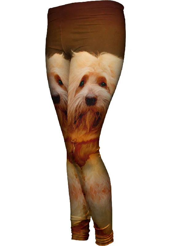 Weekend Special Tibetan Terrier