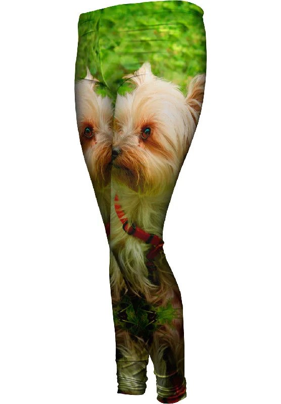 Seasonal Sale Yorkshire Terrier Moss